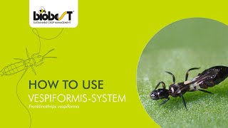 How to use VespiformisSystem from Biobest [upl. by Jarid441]