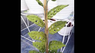 Monstera Obliqua  Monstera Adansonii  janda bolong  rare plants  crochet flowers  crochet leaf [upl. by Sybila]