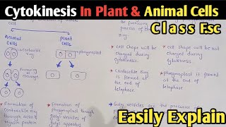 Cytokinesis In Plant And Animal Cells  Phragmoplast  Class 12 Biology [upl. by Achorn]