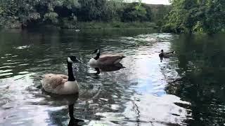 Ducklings Swimming in the River UK 🦢🦆🐤 🥰🤗 [upl. by Rox140]