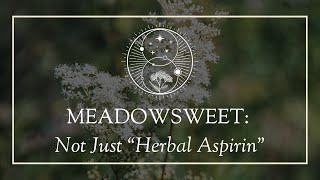 Meadowsweet Not Just “Herbal Aspirin” [upl. by Plantagenet]