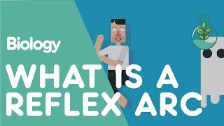 What is a Reflex Arc  Physiology  Biology  FuseSchool [upl. by Ahdar]