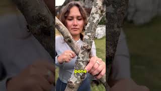 Crea una tumbona en el bosque 🌲 Créditos a marusyashiklina [upl. by Namolos]