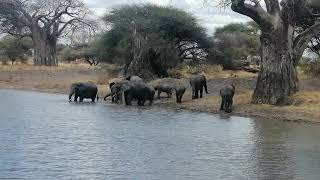 Elephants Loxodonta Africana [upl. by Darahs]