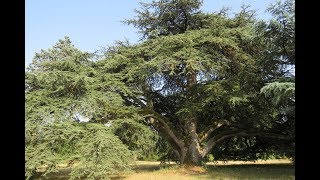 Harmonisation en géobiologie dun domaine [upl. by Enelyahs404]