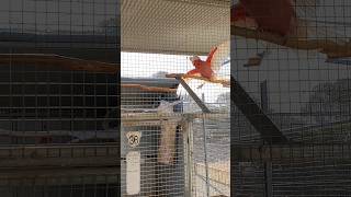 Galah Cockatoo Dancing  Galah cockatoo pair parrot cage setup  Cockatoo breeding farm shorts [upl. by Wachter]