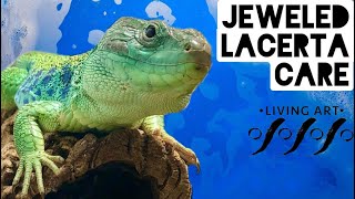 Jeweled Lacerta Care [upl. by Filmore818]