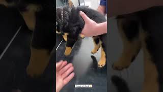 Rottweiler Puppies Health Check 🥰🐶 [upl. by Worthington472]