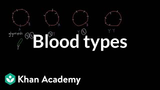 Blood types  Human anatomy and physiology  Health amp Medicine  Khan Academy [upl. by Baillie]