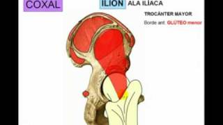 OSTEOLOGIA DE MIEMBRO INFERIOR 1 Diagnostico X [upl. by Refinneg]