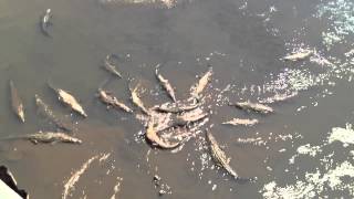 Biggest saltwater crocodile feeding on Costa Rica [upl. by Ulberto697]