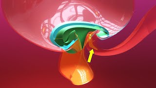 Allantois formation  Embryonic folding 3D overview  Animated Embryology  3rd Week [upl. by Lion]