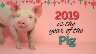 Chinese New Year The Year of the Pig [upl. by Enybor]