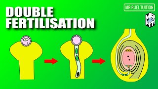 Formation of Pollen Tube Male Gametes and Double Fertilisation [upl. by Atsira]