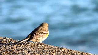 Yellow Rumped Warbler Female Catching Insects [upl. by Oreste]