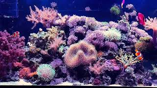 75 gallon Lazy reef [upl. by Idnal]