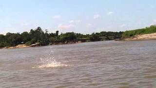 TONINAS EN RÍO MANACACÍAS PUERTO GAITÁN METACOLOMBIA ENERO 2016 [upl. by Bartram858]