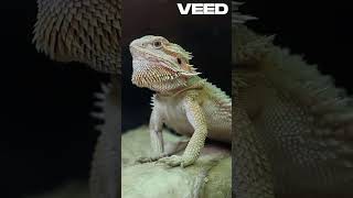 Lizards’ Tail Trick Natures Survival Hack youranimals [upl. by Wivinia790]