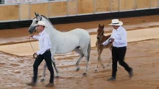 1er Encuentro de Criadores de Caballos de Paso Fino Lactantes Potrancas y Potros [upl. by Yrekaz448]