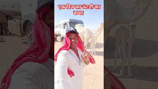 एक दिन का ऊंटनी का बच्चा camel camelbeby youtubeshorts bebe music remix ytshorts [upl. by Ilhsa724]