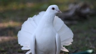 Flying My Fantail Pigeon [upl. by Glad]