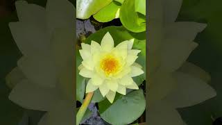 Nymphaea mexicana Mexican yellow water lily墨西哥黄金莲 [upl. by Hepsibah279]