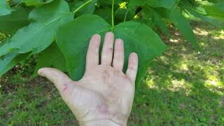 Catalpa Worms Trees that have Worms [upl. by Broderic116]