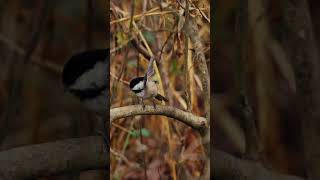 Black Capped Chickadee Bird Sound Nature Small Grey Bird with Black head [upl. by Edaw529]