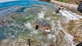 FISHING A WORLD RECORD CORAL TROUT [upl. by Yajnas926]