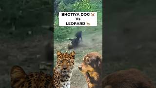 Leopard 🐆 Vs Himalayan Mastiff 🐕 Bhotia nature wildlife uttarakhand animals dog shorts [upl. by Enutrof53]