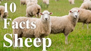 10 facts about sheep 🐑 [upl. by Adnaloy]