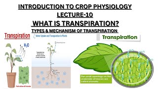 Lecture 10 WHAT IS TRANSPIRATION ITS TYPES MECHANISM OF TRANSPIRATION  SIGNIFICANCE [upl. by Lundt]