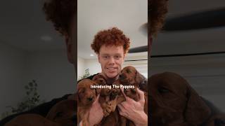 Introducing The Goldendoodle Puppies [upl. by Hars]