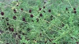 Licorice Glycyrrhiza Glabra in mid August [upl. by Gerstein]