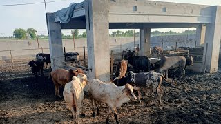 Cattle Farming In Pakistan  Janwaron ka Wieght Kisy Karty Hain What is Meat And Live Weight [upl. by Wadleigh]