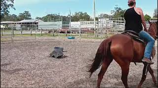 Caboolture Horse Sale quotDiggerquot [upl. by Nagoh]