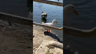 Spotting 2 White Geese at the Park [upl. by Ahsiekal661]