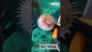 This Puffer Fish Can Explode Is It Dangerous [upl. by Nnaid]