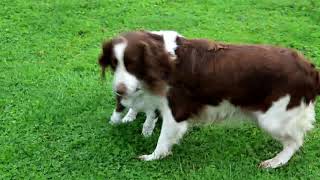 English Springer Spaniel Puppies For Sale [upl. by Reiter]