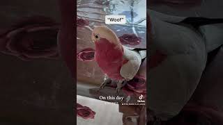 Parrot or dog Mickey says “woof” 😂🥰 talkinggalah [upl. by Litta353]