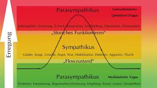 Polyvagaltheorie Reaktionen auf Nahrungsmittel erklärt [upl. by Cirdec]