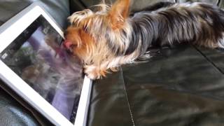 Dogs love iPADS [upl. by Noivad851]