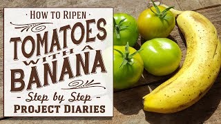 ★ How to Ripen Tomatoes with a Banana A Full Off the Vine Tutorial [upl. by Viviene]