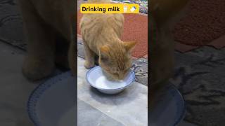 Drinking milk 🥛🍼 youtubeshorts cat shorts [upl. by Renrut]