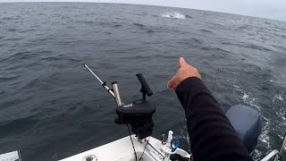 Very Rare Jumping Sunfish While Salmon Fishing [upl. by Anirroc684]