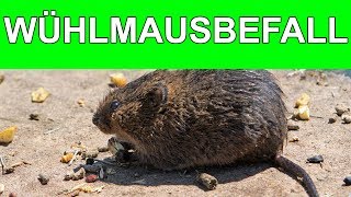 ANZEICHEN FÜR EINEN WÜHLMAUSBEFALL 2017 [upl. by Asilem973]