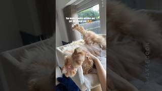 Maine Coon Cat 😻 But Make It ✨ Orange 🧡✨ mainecoon lifewithcats funnycats [upl. by Tenner]