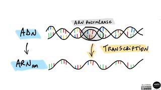 La transcription de lADN 🧬 [upl. by Suiramad]