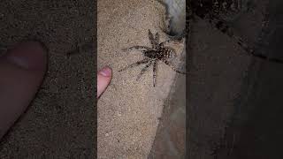 Lycosa singoriensis spider scaryspider tarantula [upl. by Assirrac]