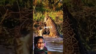 wildlife caiman crocodile nature leopard animals badla [upl. by Hna]